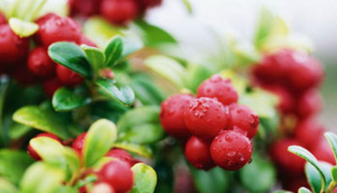 Whisky Cocktail: Lingon