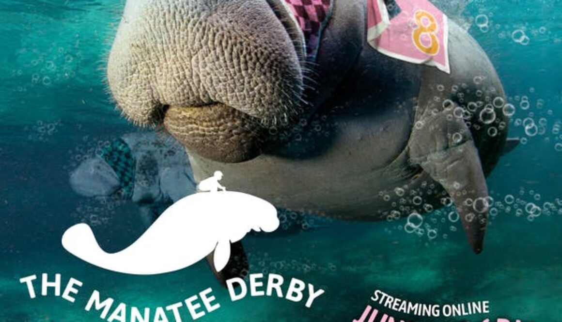 FBB_Manatee_Derby